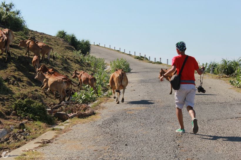 Đàn bò trên đường lên núi lửa Thới Lới