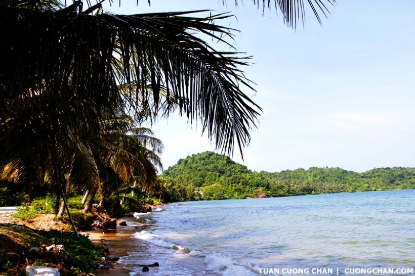 Đảo Hải Tặc Kiên Giang- Bãi tắm trên đảo có nhiều dừa cực kỳ mát