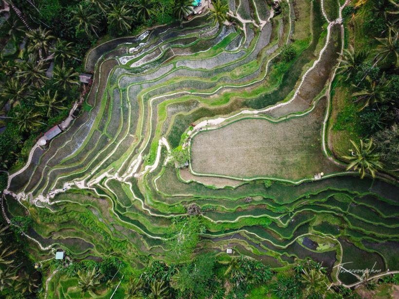 RUỘNG BẬC THANG Tegalalang Rice Terrace - Địa điểm du lịch Bali