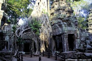 Bộ rễ cây siêu lớn ở khu đền Ta Prohm