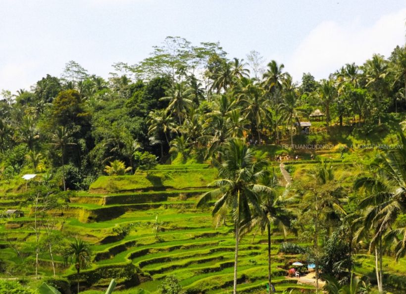 Tegalalang Rice Terrace ruộng lúa tuyệt đẹp 